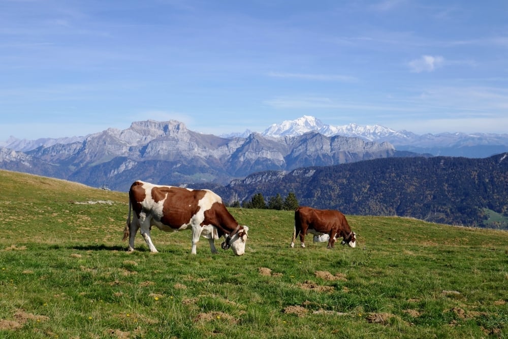 cows-in-a-pasture